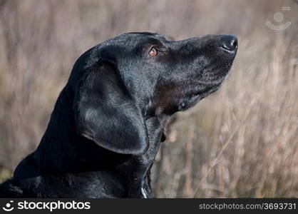 Close-up of a dogs face