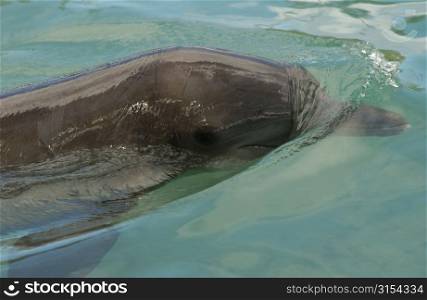Close-up of a dolphin in water, Moorea, Tahiti, French Polynesia, South Pacific