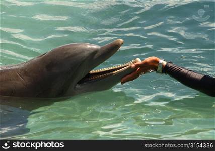 Close-up of a dolphin touching a hand, Moorea, Tahiti, French Polynesia, South Pacific