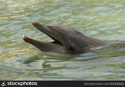 Close-up of a dolphin with its snout out of water, Moorea, Tahiti, French Polynesia, South Pacific