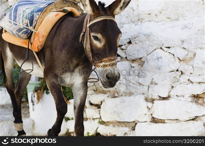 Close-up of a donkey, Rhodes, Dodecanese Islands, Greece