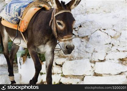 Close-up of a donkey, Rhodes, Dodecanese Islands, Greece
