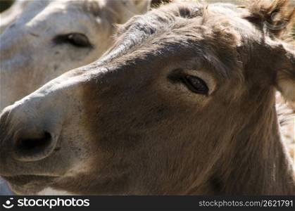 Close up of a donkeys face