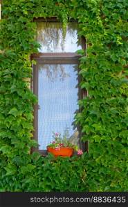 Close-up of a door from a house covered with ivy
