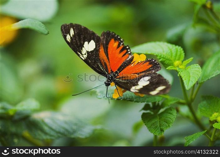 Close-up of a Doris butterfly (Heliconius Doris) on a plant