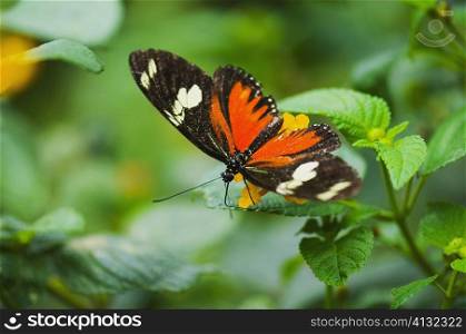 Close-up of a Doris butterfly (Heliconius Doris) on a plant