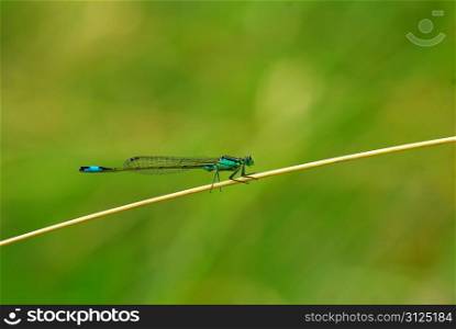 Close-up of a dragon fly on a branch
