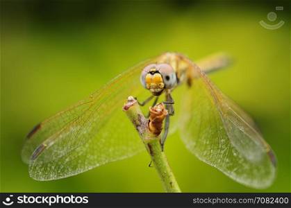 Close up of a dragon fly on a twig in a garden