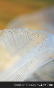 Close-up of a dried leaf