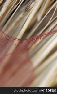 Close-up of a dried leaf on sticks