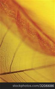 Close-up of a dried leaf vein