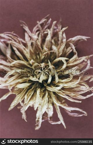 Close-up of a dry flower