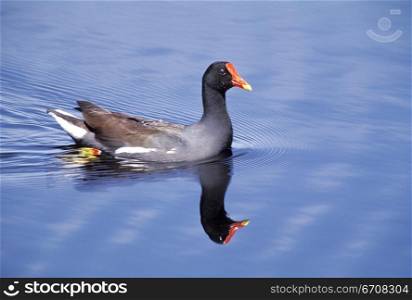 Close-up of a duck floating on water in a pond