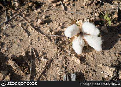 Close up of a fallen opening cotton boll in the field on the ground
