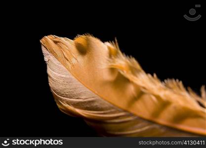 Close-up of a feather