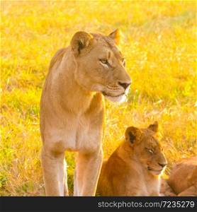 Close up of a female African Lion and cub in a South African wildlife game reserve at sunrise