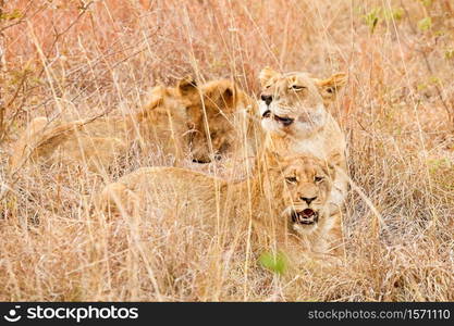 Close up of a female African Lion hiding in long grass in a South African Game Reserve