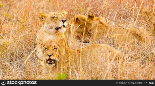 Close up of a female African Lion hiding in long grass in a South African Game Reserve