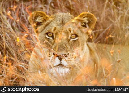 Close up of a female African Lion hiding in the long grass