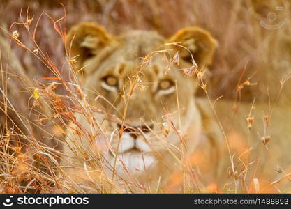 Close up of a female African Lion hiding in the long grass