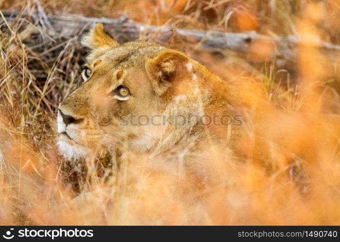 Close up of a female African Lion hiding in the long grass