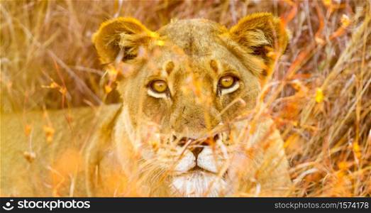 Close up of a female African Lion hiding in the long grass