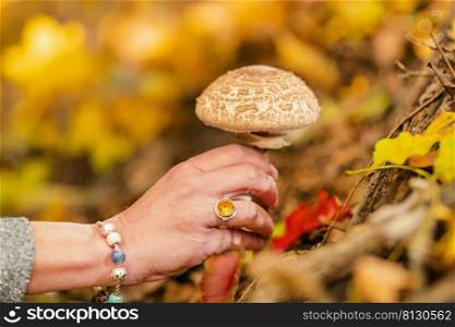Close-up of a female hand picking wild mushrooms in a forest during the autumn mushroom foraging season. Close-up of a female hand picking wild mushrooms in a forest during the autumn mushroom picking season
