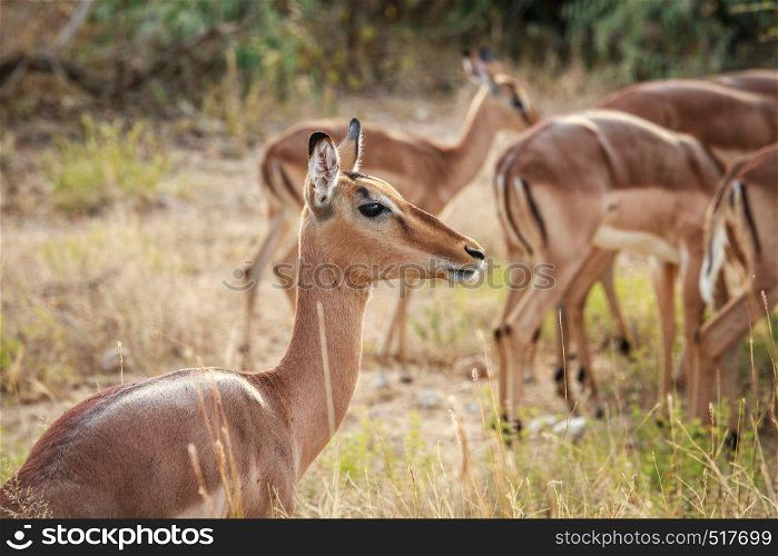 Close up of a female Impala in the Kruger National Park, South Africa.
