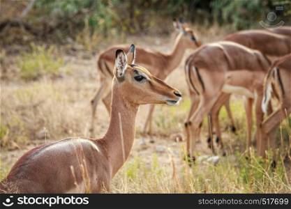 Close up of a female Impala in the Kruger National Park, South Africa.