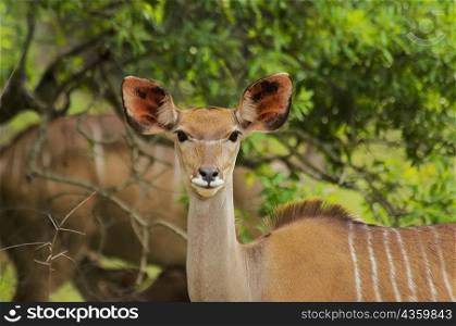 Close-up of a female Kudu (Tragelaphus strepsiceros) in a forest, Kruger National Park, Mpumalanga Province, South Africa