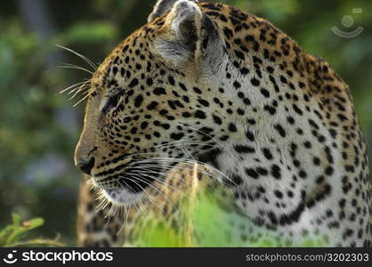 Close-up of a female leopard (Panthera pardus) in a forest, Motswari Game Reserve, Timbavati Private Game Reserve, Kruger National Park, Limpopo, South Africa