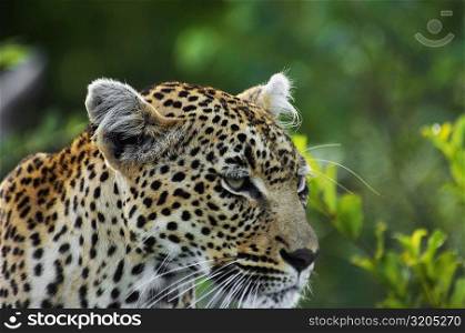 Close-up of a female leopard (Panthera pardus) in a forest, Motswari Game Reserve, Timbavati Private Game Reserve, Kruger National Park, Limpopo, South Africa