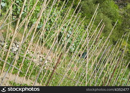 Close-up of a fence, La Spezia, Liguria, Italy