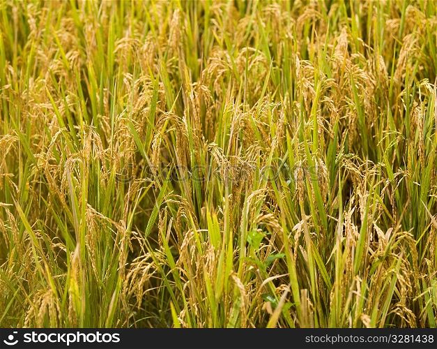 Close up of a field of crops in Bali