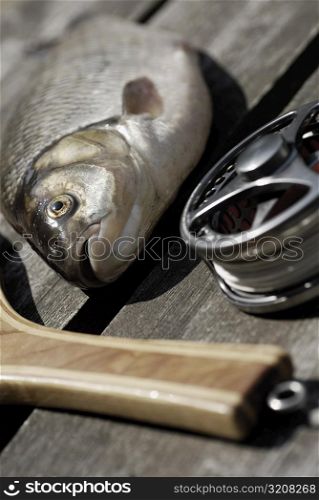Close-up of a fish and a fishing reel