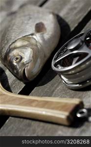 Close-up of a fish and a fishing reel