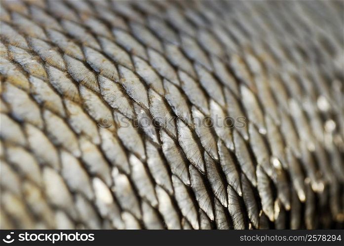 Close-up of a fishing net