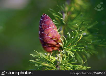 Close-up of a flower