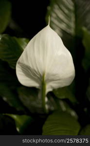 Close-up of a flower