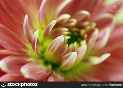 Close-up of a flower