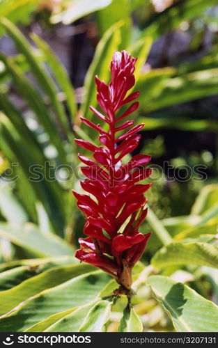 Close-up of a flower