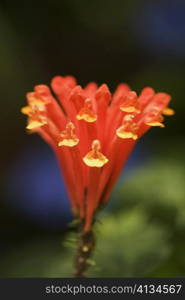 Close-up of a flower