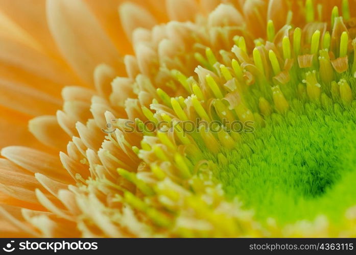 Close-up of a flower