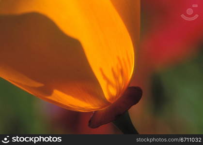 Close up of a flower