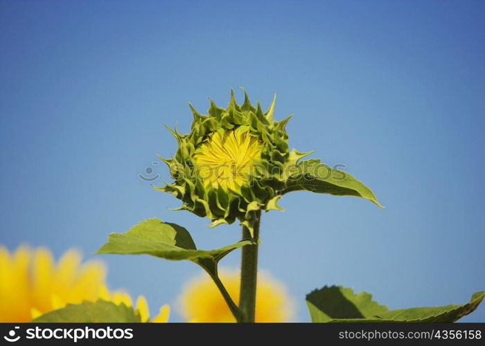 Close-up of a flower bud