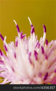 Close-up of a flower, Cinque Terre National Park, La Spezia, Liguria, Italy