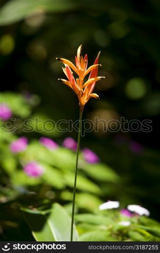 Close-up of a flower in a botanical garden, Hawaii Tropical Botanical Garden, Hilo, Big Island, Hawaii Islands, USA