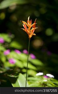 Close-up of a flower in a botanical garden, Hawaii Tropical Botanical Garden, Hilo, Big Island, Hawaii Islands, USA