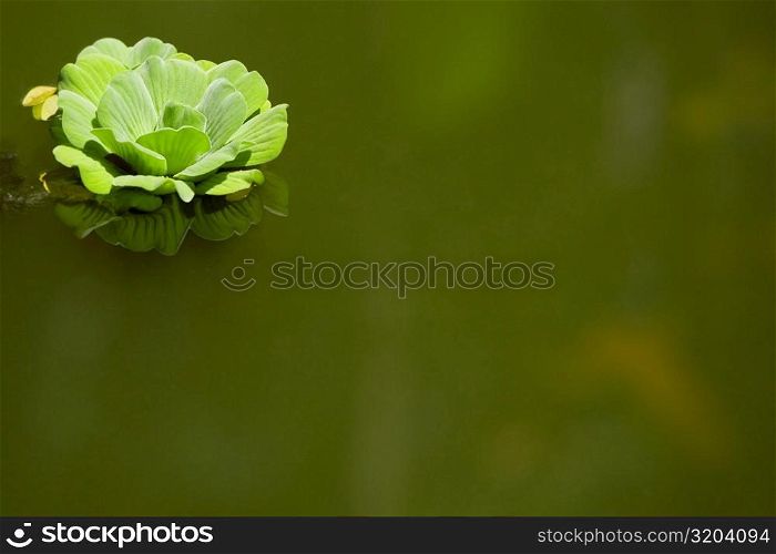 Close-up of a flower on the water surface, Hawaii Tropical Botanical Garden, Hilo, Big Island, Hawaii Islands, USA