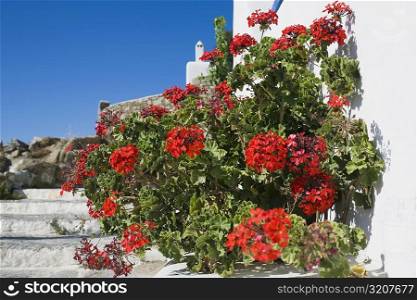 Close-up of a flower plant, Mykonos, Cyclades Islands, Greece